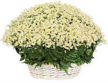 Цветочная композиция из Ромашки в корзине #REPLACE_PRED# Красино